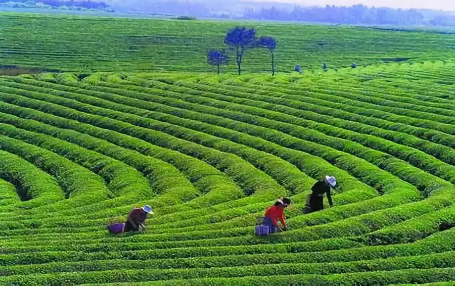 Double Fermented Chinese Green Tea Bi Luo Chun Protect The Livers And Improve Eyesight