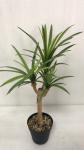 Flexible Glue Faux Dracaena Plant Black Plastic Pot 45 CM 62 CM 82 CM