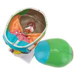 Three Parts Parietal Mandible Vertibra Human Color Life Size Medical Demonstrati