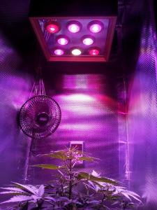 Quality 2014 new product rgb full spectrum plant led grow light wholesale