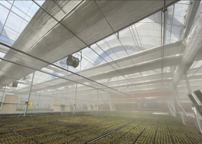 Cheap Commercial Planting Sunlight Greenhouse for Vegetables