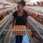 4 Birds/Cell Hot Dip Galvanized Battery Cage System for Layer Farm Star