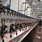 CE Certificated Poultry Slaughtering Equipment Duck Poultry Slaughter Line 600KG