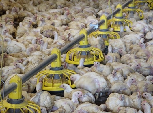 15 Broilers Aluminum Alloy Chicken Nipple Drinker System
