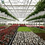 Glass Film Polycarbonate Greenhouse Flower Greenhouse With Intelligent Systems