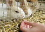 Welded Wire Mesh Roll Used In Animal Breeding