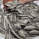 China Inner Mongolia high quality raw sunflower seeds 363 accept OEM ODM 25kg