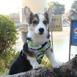 Fashionable Design Camouflage Hot Selling Pet Collar Adjustable With Reflective