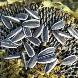 Quality Experience the Benefits of Sunflower Seeds T5 in Your Business wholesale