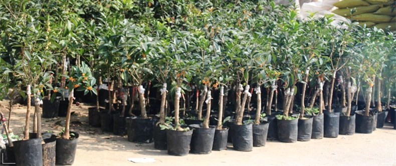20 Gallon Plastic Nursery Pot High Intensity Polypropylene Plant Propagation Pots