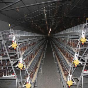 Quality A Type Chicken Wire Cage Automatic Egg Collecting System wholesale