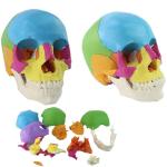 22 Parts Colorful Plastic 1.1kg Anatomy Bone Model , Human Skull Model