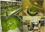 OEM/ODM Nonpareil Ceremony Janpan Flavour Organic Matcha Tea