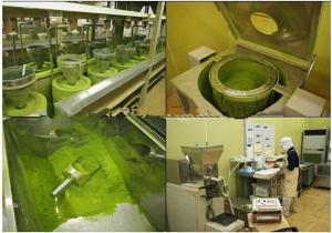 Quality OEM/ODM Nonpareil Ceremony Janpan Flavour Organic Matcha Tea wholesale