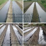 Weed Control Mulch Film, Agriculture Vegetable Black PE Films, 5 Holes