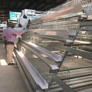 Quality Galvanized Steel Smart Mini Poultry Cage System 3birds/Door 5doors wholesale