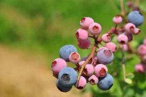Quality 25% PAC Cranberry Extract powder wholesale