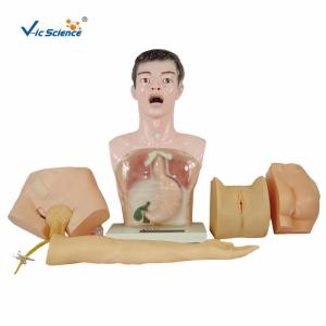 Quality Nurse Basic Practice Teaching Plastic Medical Training Manikins wholesale