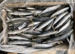 BQF Whole Round 9pcs 10pcs Bait Frozen Decapterus Muroaji