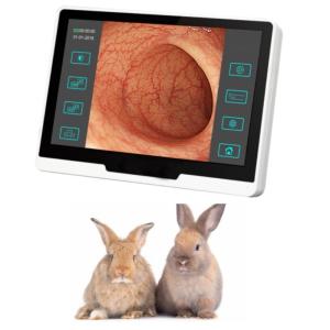 Quality ODM Veterinary Medical Equipment Flexible Intubation Video Endoscope For Vet wholesale