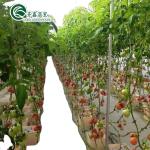 Grow Your Own Vegetables Fruits and Flowers with Our Commercial Greenhouse