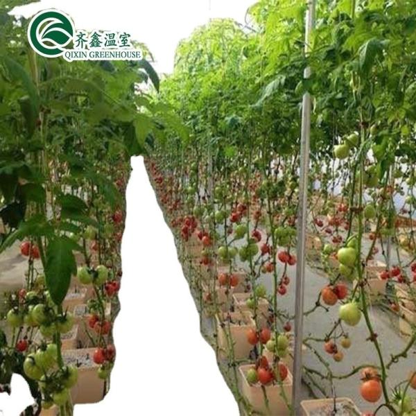 Grow Your Own Vegetables Fruits and Flowers with Our Commercial Greenhouse