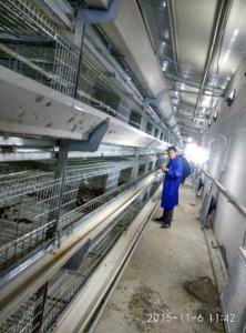 Quality Hunsbandry Layer Chicken Cage For Laying Hens SGS Approval wholesale