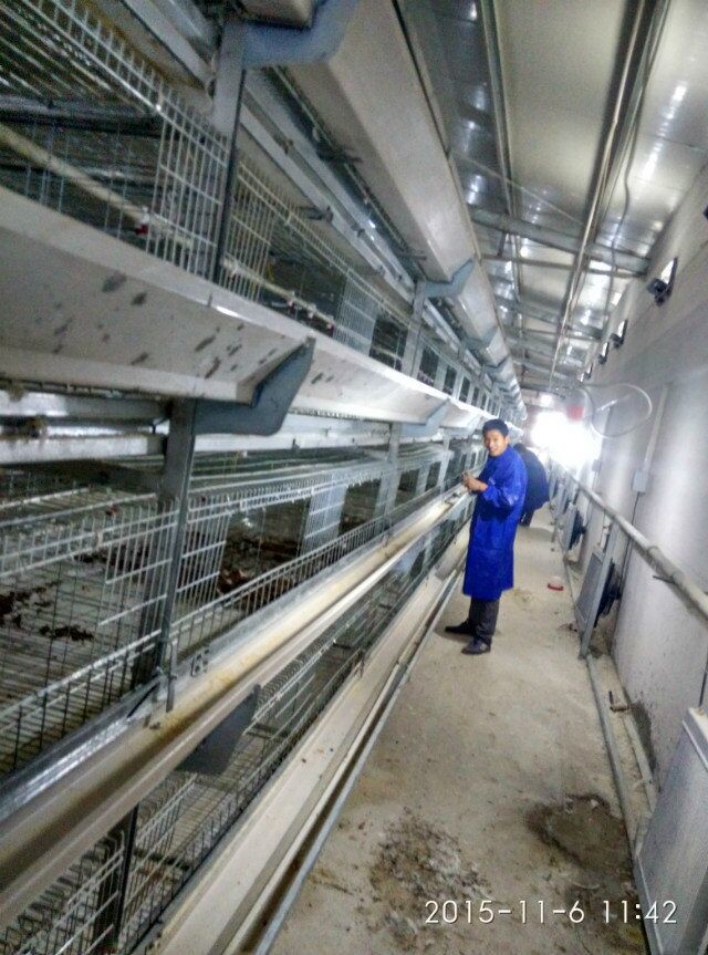200-300 Birds / Set Baby Chick Cage Hot Dip Galvanized