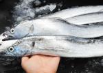 Belt Hairtail Fish Natural Seafood Iso Brc Trichiurus Lepturus