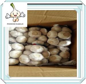 Quality fresh ginger and garlic Professional bulk garlic with great price wholesale