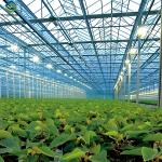 Anti Reflective Automatic Venlo Glass Greenhouse With Agricultural Farming