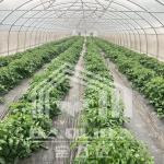 Customized Agricultural Tunnel Greenhouse With PE Film Covering