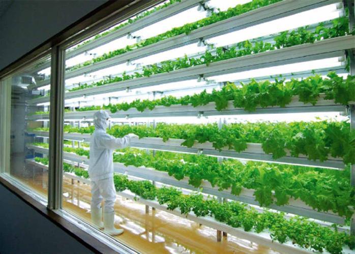 Juxiang Leafy Vegetable Container House