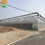 Multi Span Agriculture Greenhouse Height 3m Customized Length 50m