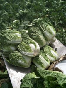 Quality Green Outside Small Head Cabbage , Chinese Napa Cabbage Japan Standard wholesale