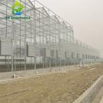 12m Width Agricultural Glass Greenhouse Residential Hydroponic Strawberry