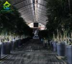 Commercial Backyard Light Dep Greenhouse Plastic Film Hot Galvanized Steel