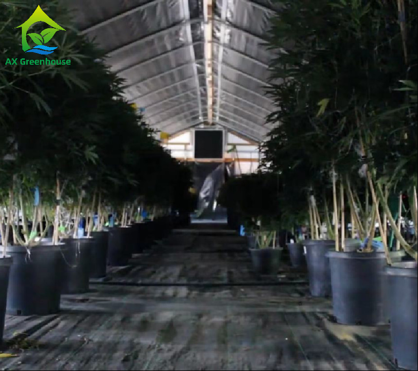 Commercial Backyard Light Dep Greenhouse Plastic Film Hot Galvanized Steel Greenhouse