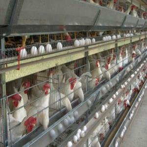 Quality Automated Ventilation Steel Frame Chicken Coop Management Poultry House wholesale