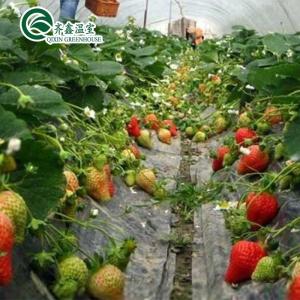 Quality Film Cover Double Layer Hydroponics Grow Kit System for Greenhouse wholesale