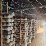 Medical Planting Steel Frame Greenhouse Plastic Cover For Mushroom