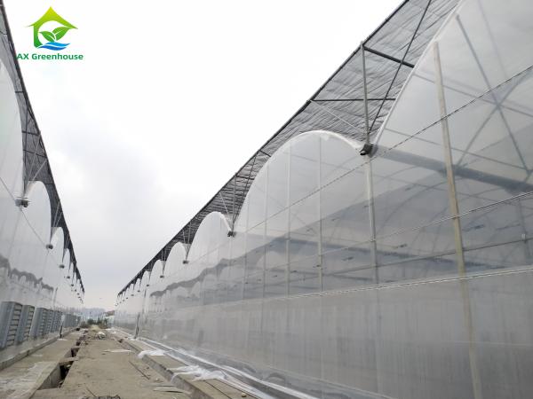Large Multi Span Poly Tunnel Film Agricultural Tomato Growing Greenhouse