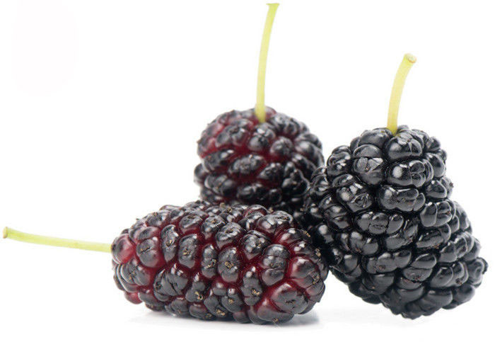 Anthocyanin Fruit Mulberry Herbal Extract Powder For Food Additives