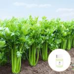100 Purity Massage Essential OIls Celery Seed Essential Oil Anti Aging