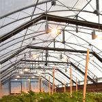 Blackout Plastic Film Single Tunnel Automatic Greenhouse Blackout System Light