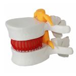 Human Vertebrae Anatomical Skeleton Educational Model 3D