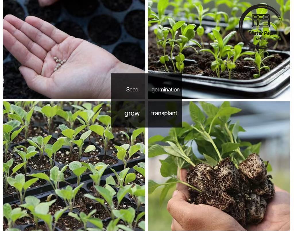 Affordable Multi Cell large plastic seed trays 21 to 120 Cells for Vegetable & Plant Seedlings