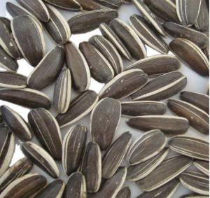 Quality Sunny farm seeds Your key to success in the competitive agricultural market wholesale