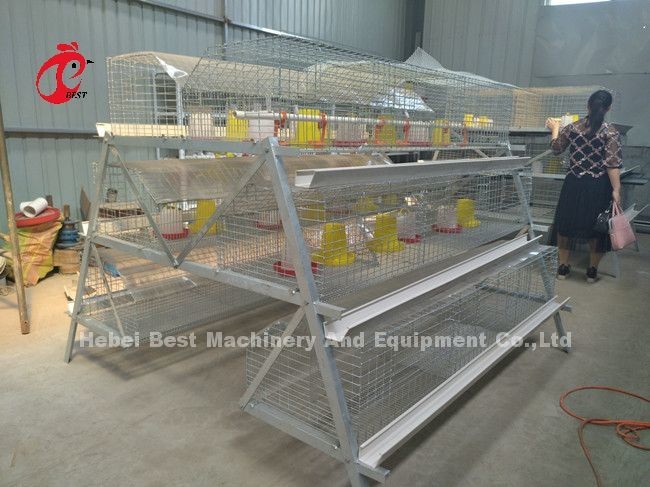 Galvanized 25 Years Lifespan Pullet Chicken Cage Emily