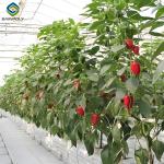 Agricultural NFT Vertical Growing Greenhouse Soilless Greenhouse Multi Span